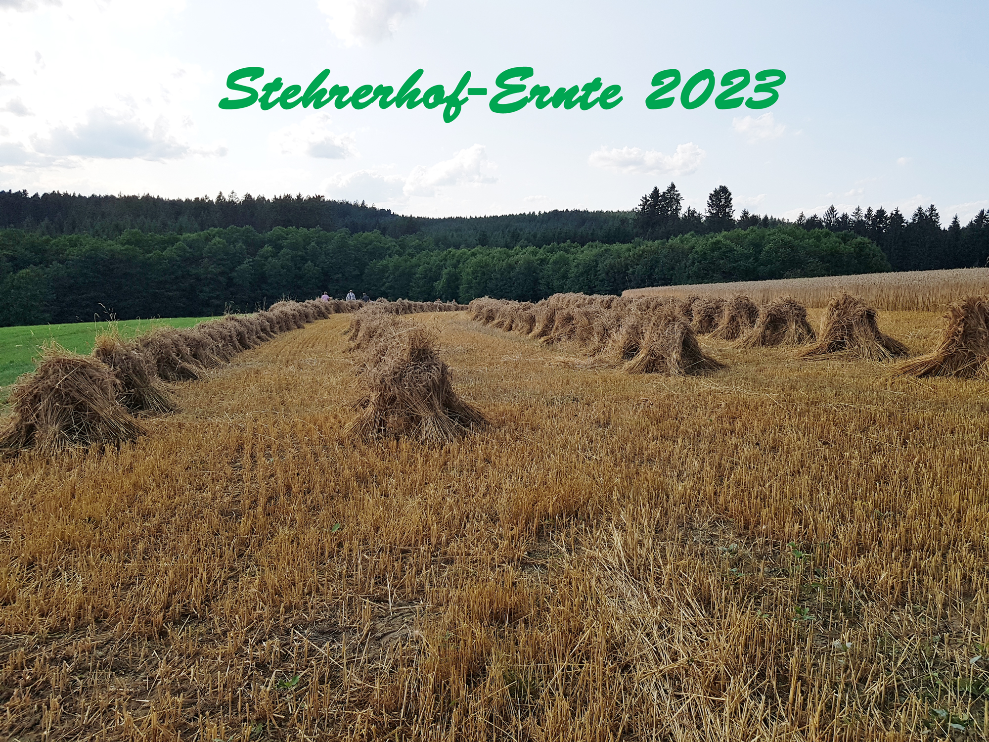 Stehrerhof-Ernte-2023-01